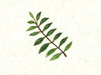 Neem (Azadirachta indica)